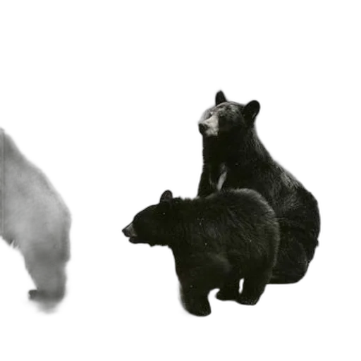 animal, creature, concept art, photorealistic transparent PNG cut-out