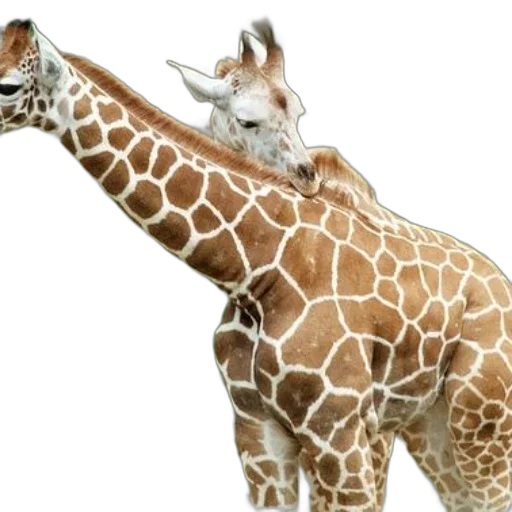 animal, creature, staff, hat transparent PNG cut-out