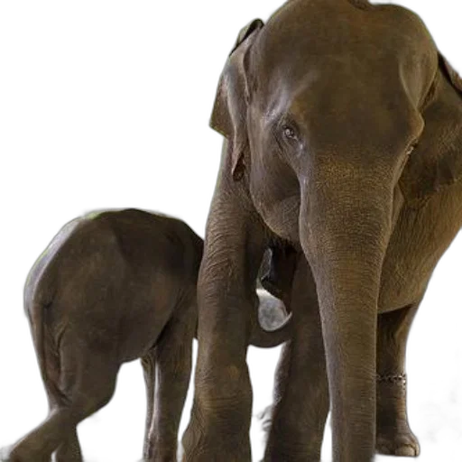 animal, two, elephants, one transparent PNG cut-out