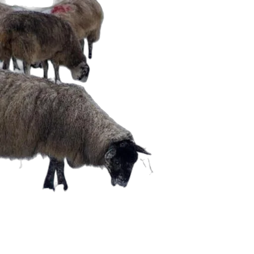 animal, snow, sheep, black transparent PNG cut-out