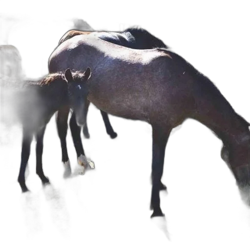 animal, creature, dragon, weapon transparent PNG cut-out