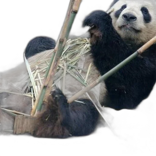 animal, photorealistic, giant, panda transparent PNG cut-out