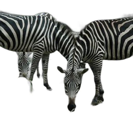 animal, creature, jewelry, furniture transparent PNG cut-out