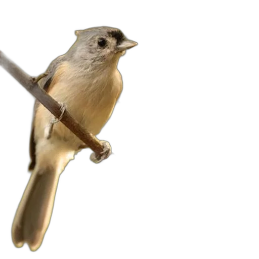 staff, sword, weapon, animal transparent PNG cut-out
