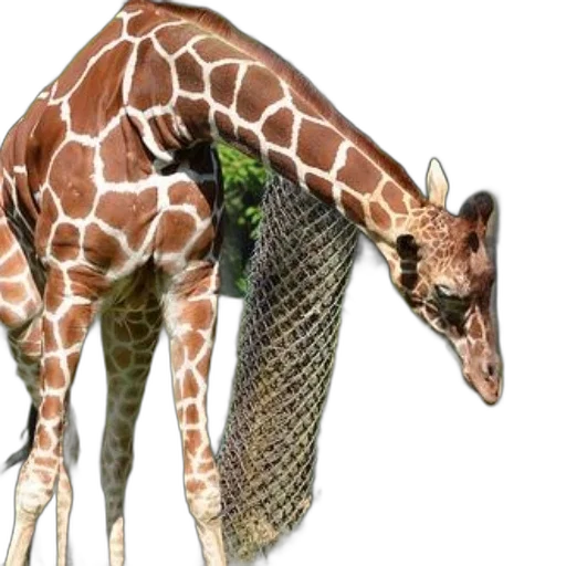 animal, creature, staff, weapon transparent PNG cut-out