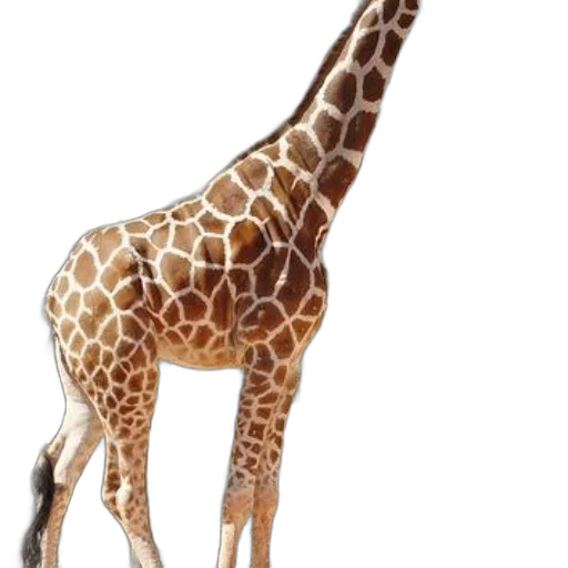 animal, creature, staff, weapon transparent PNG cut-out