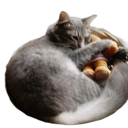 animal, food, creature, staff transparent PNG cut-out