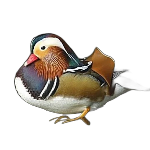 animal, jacket, creature, staff transparent PNG cut-out