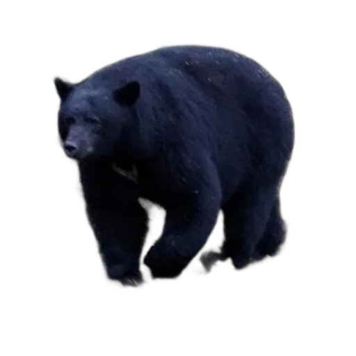 animal, creature, staff, weapon transparent PNG cut-out