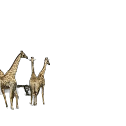 animal, furniture, jewelry, staff transparent PNG cut-out