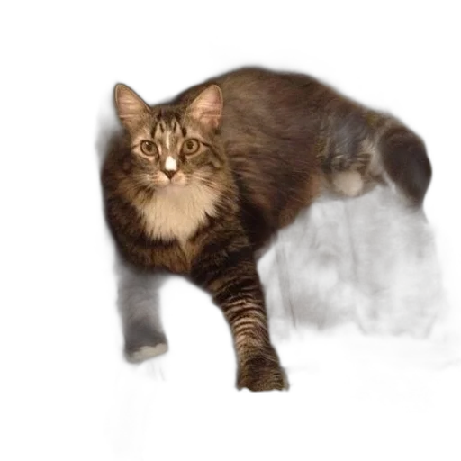 animal, creature, staff, hair transparent PNG cut-out