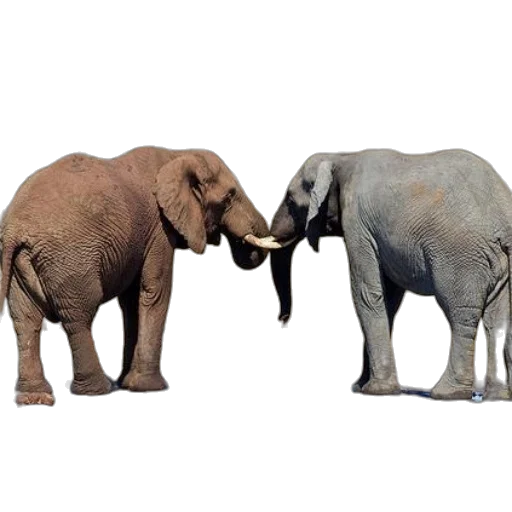 animal, 3d render, concept art, photorealistic transparent PNG cut-out