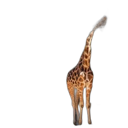 animal, creature, hat, staff transparent PNG cut-out