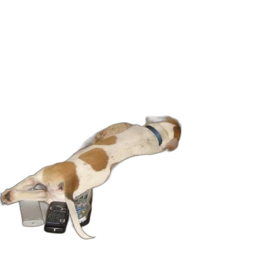 shoes, animal, staff, weapon transparent PNG cut-out