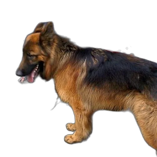 animal, creature, staff, photorealistic transparent PNG cut-out