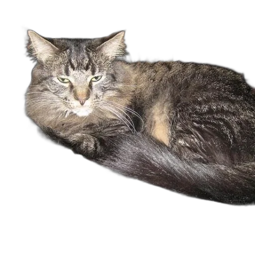 animal, creature, staff, crown transparent PNG cut-out