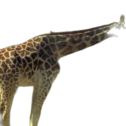 animal, creature, staff, weapon transparent PNG cut-out