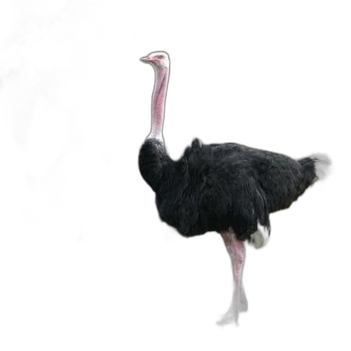 animal, creature, staff, dragon transparent PNG cut-out