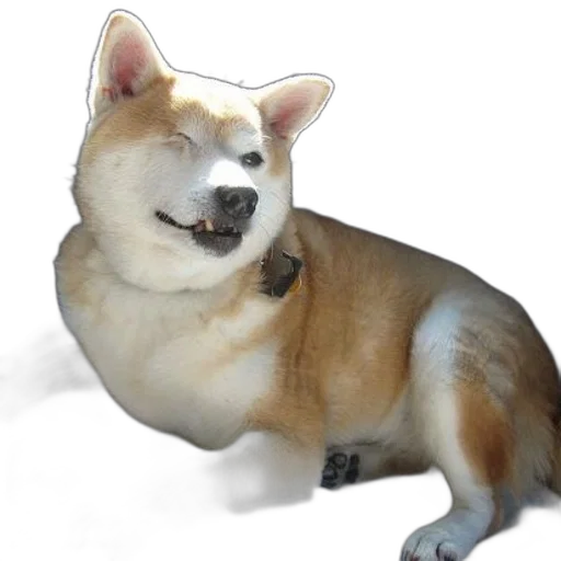 animal, creature, staff, face transparent PNG cut-out