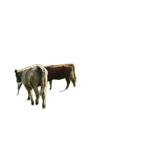 animal, creature, hair, food transparent PNG cut-out