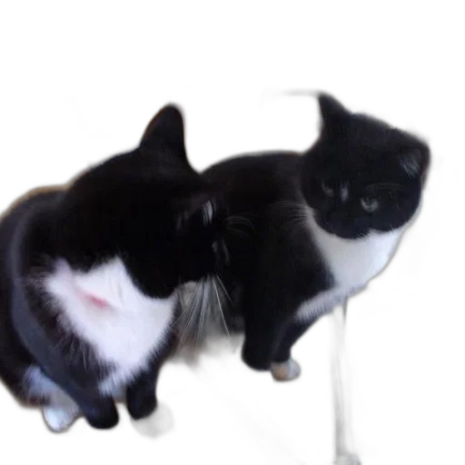 animal, staff, creature, hat transparent PNG cut-out
