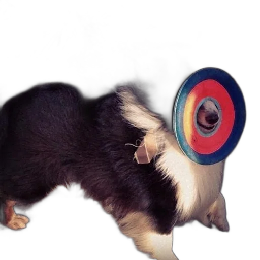 animal, creature, weapon, staff transparent PNG cut-out