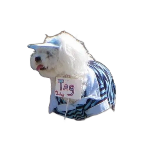 jacket, hat, animal, creature transparent PNG cut-out