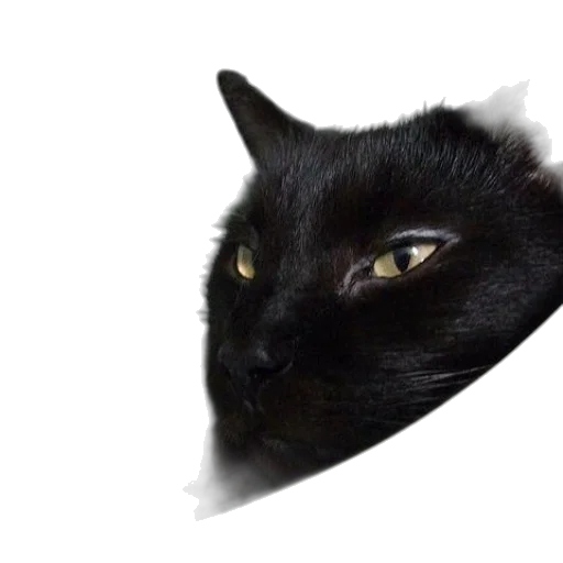 animal, hat, face, mask transparent PNG cut-out