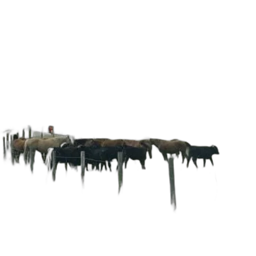 furniture, crown, staff, hair transparent PNG cut-out