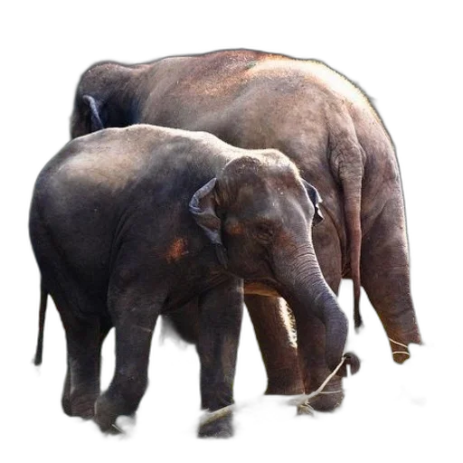 animal, staff, creature, concept art transparent PNG cut-out