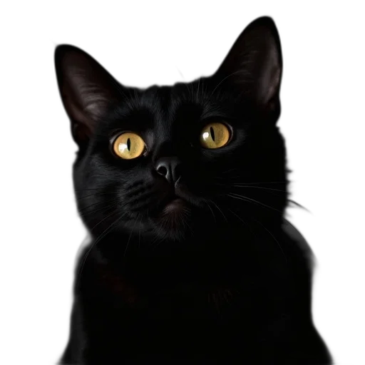 animal, face, staff, creature transparent PNG cut-out