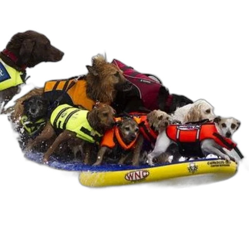 shoes, jacket, group, dogs transparent PNG cut-out