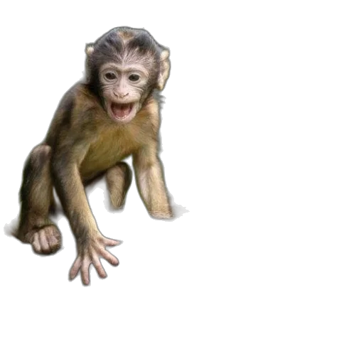 animal, creature, staff, jewelry transparent PNG cut-out