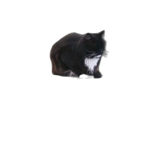animal, staff, creature, hat transparent PNG cut-out