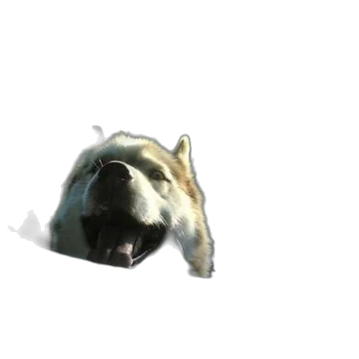 animal, creature, face, mask transparent PNG cut-out