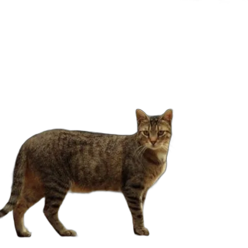animal, creature, staff, weapon transparent PNG cut-out