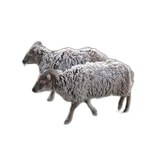 animal, creature, furniture, hat transparent PNG cut-out