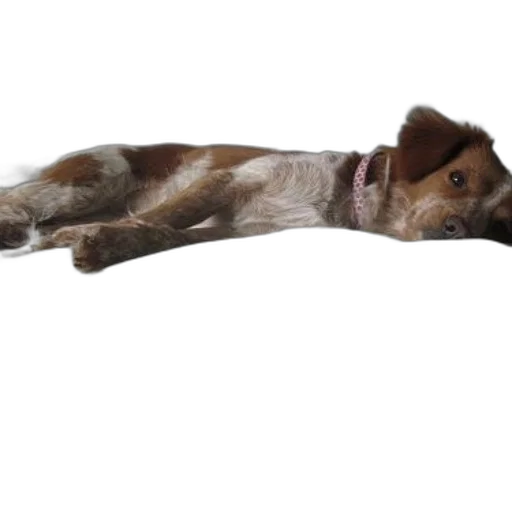 staff, animal, creature, furniture transparent PNG cut-out