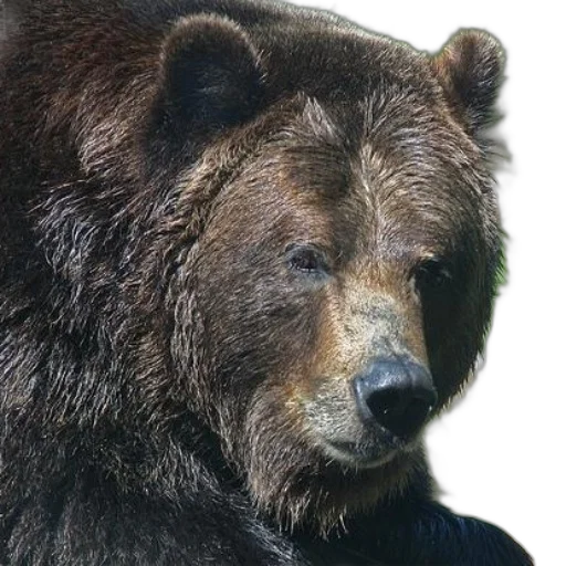 animal, face, creature, staff transparent PNG cut-out
