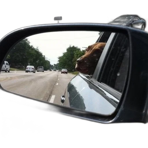 car, animal, face, dog transparent PNG cut-out