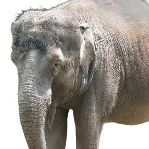 animal, creature, staff, face transparent PNG cut-out