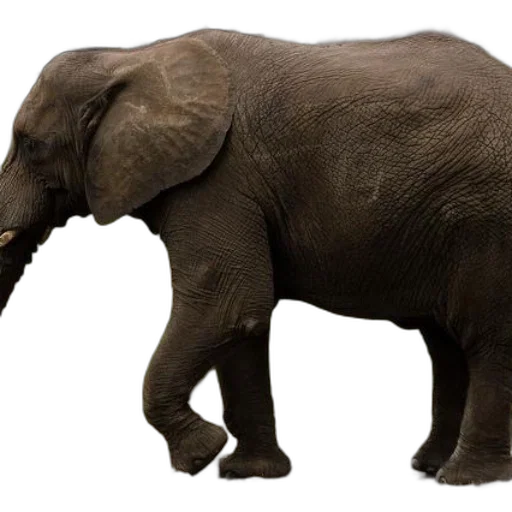 animal, creature, weapon, staff transparent PNG cut-out