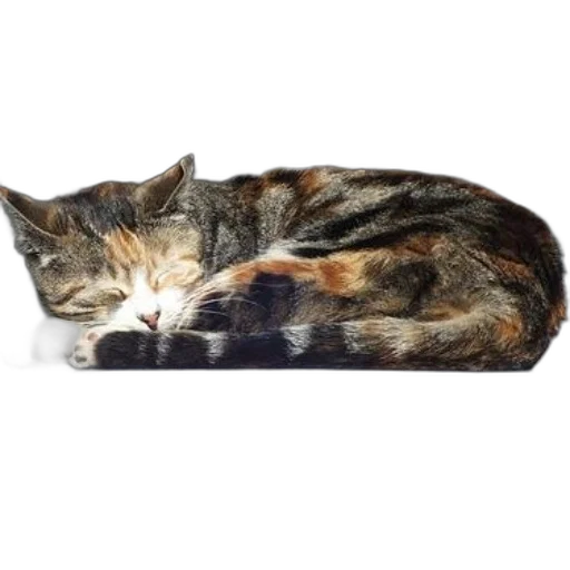 furniture, animal, photorealistic, calico transparent PNG cut-out