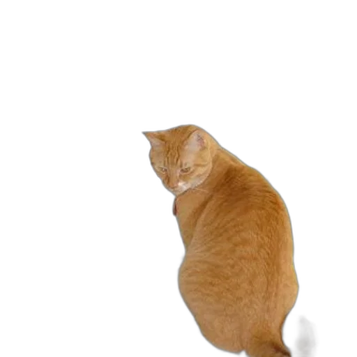 animal, creature, staff, hat transparent PNG cut-out