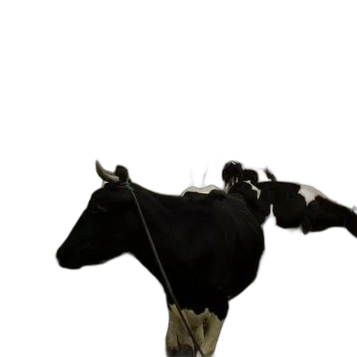 animal, staff, creature, hat transparent PNG cut-out