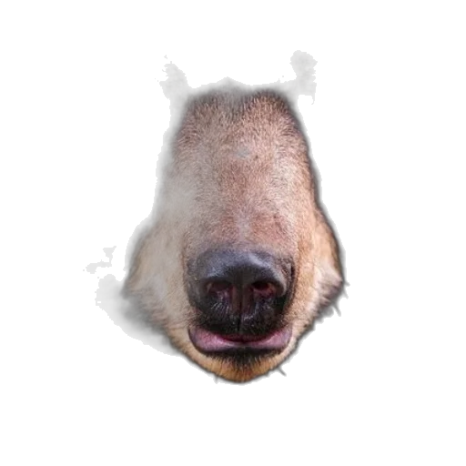 animal, face, creature, mask transparent PNG cut-out
