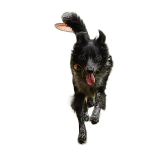 animal, creature, staff, dragon transparent PNG cut-out