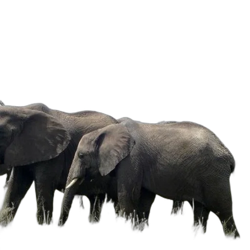 animal, creature, staff, concept art transparent PNG cut-out