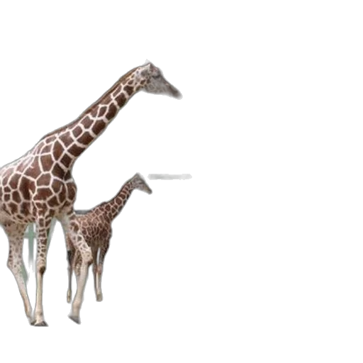 animal, creature, staff, weapon transparent PNG cut-out