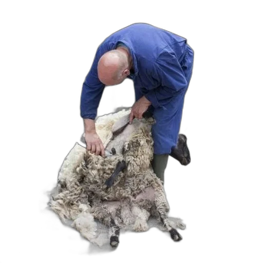 animal, creature, hair, staff transparent PNG cut-out